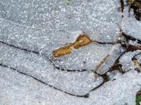 Eismuster in Pfütze am Waldweg